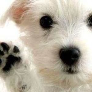 Meet your Posher, Maggie